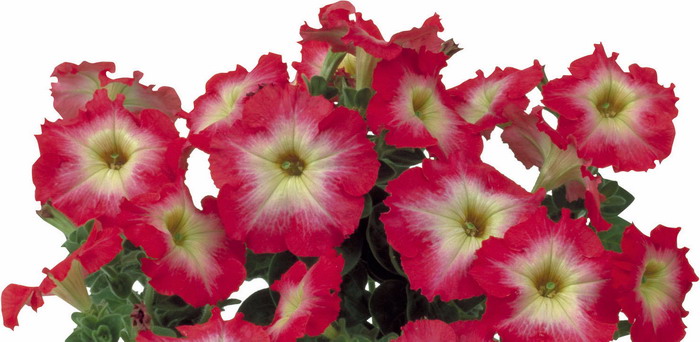 Петуния мультифлора Мамбо Ред Морн